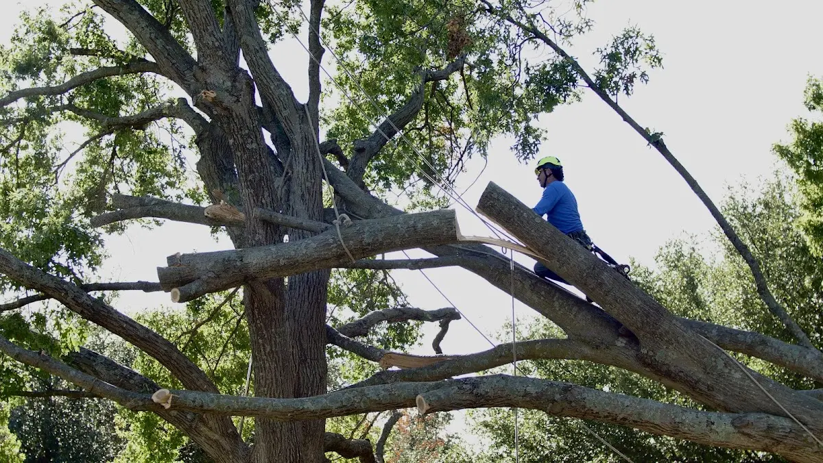 Professional Crown Thinning performed by certified arborists in Pinon Hills